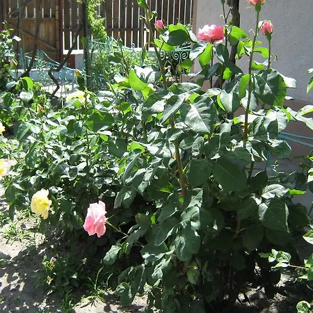 Casa Dunny Tatil Evi Sulina